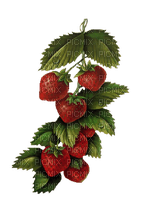 strawberry bp - бесплатно png