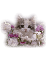 Kaz_Creations Cats Cat Kittens Kitten Flowers - zdarma png