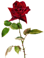 Trandafir 2 - kostenlos png