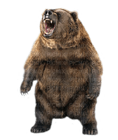 brown bear bp - nemokama png