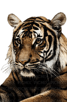 maj tigre - PNG gratuit