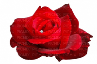 rose rouge avec diamant - besplatni png