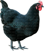 Huhn, schwarz - darmowe png