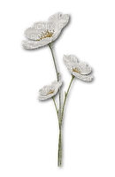fleur blanche.Cheyenne63 - png gratuito