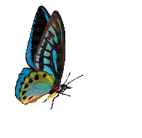 Vlinder - GIF animate gratis