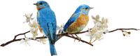 dolceluna spring bird bird flower branch - PNG gratuit