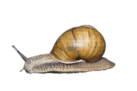 Kaz_Creations Snail - PNG gratuit