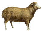 Kaz_Creations Animals Sheep - ilmainen png