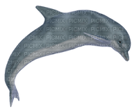 Kaz_Creations Dolphin - PNG gratuit