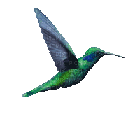 hummingbird - Free animated GIF