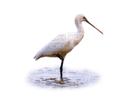 AVES - zdarma png