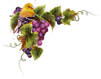 grapes - png ฟรี