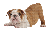 Bulldog - Darmowy animowany GIF