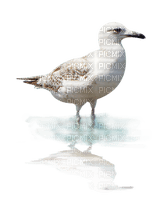 oiseau/clody - PNG gratuit