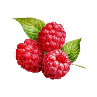 raspberries Bb2 - png gratis