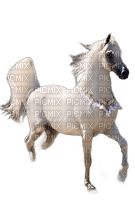 charmille _ animaux _ chevaux - zdarma png