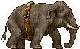 Elephant - Ingyenes animált GIF
