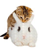 rabbit and cat by nataliplus - gratis png