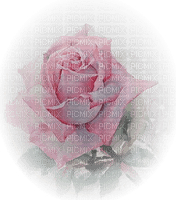 Róża tube77 - png gratis