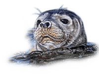Rena Seehund Tier Seal - 免费PNG