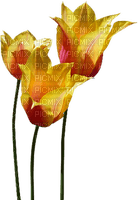 tulipan - gratis png
