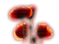 Mohnblüten im Licht - безплатен png