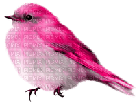 Bird.White.Pink - ingyenes png