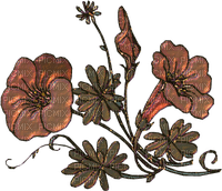 fleur marron.Cheyenne63 - darmowe png