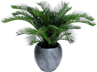 patymirabelle plante - Free PNG