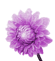 Y.A.M._Flower - 免费动画 GIF
