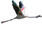 cygne - Nemokamas animacinis gif