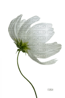 fleur blanche - gratis png