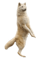 wolf katrin - Free PNG