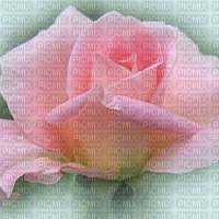 pink rose - PNG gratuit