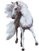 cheval blanc - Gratis geanimeerde GIF