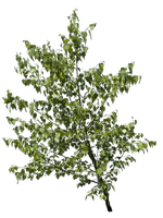Tree - besplatni png