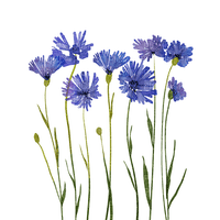 cornflowers, flowers blue lilac susnhine3 - Free PNG
