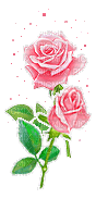 pink roses - Nemokamas animacinis gif