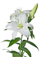lily flower - PNG gratuit