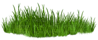 grass----gräs - png gratuito
