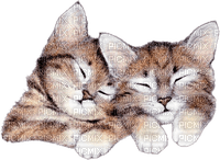 CATS SLEEP  Chats - бесплатно png