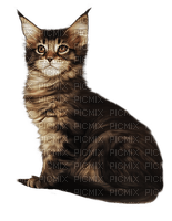 cat by nataliplus - ilmainen png