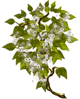 branch by nataliplus - Free PNG