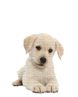 Puppy 2? - Ücretsiz animasyonlu GIF