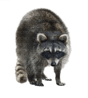 raccoon bp - gratis png