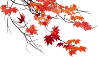 Plants.Branche.branch.plante.arbre.tree.automne.autumn.orange.Victoriabea - Free PNG