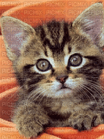 cat - Bezmaksas animēts GIF