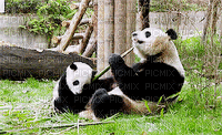 panda - Бесплатни анимирани ГИФ