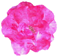 trandafir - PNG gratuit