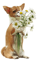 loly33 chien marguerite - 免费PNG